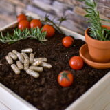 Kapsule s semeni 25 kosov